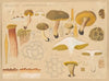 Boletus subtomentosus L. (1915-1945)