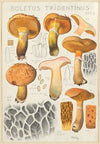 Boletus tridentinus (1915-1945)