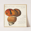 Boletus ustulatus Paulet 3 (1915-1945) by Hans Walty