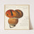 Boletus ustulatus Paulet 3 (1915-1945) by Hans Walty