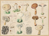Boletus viscidus L., Boletopsis viscida Hennings. (1915-1945)