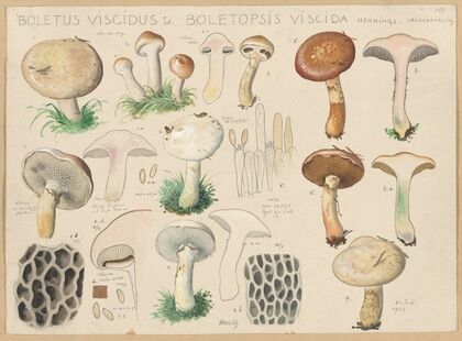 Boletus viscidus L., Boletopsis viscida Hennings. (1915-1945)