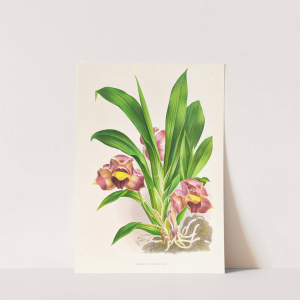 Bollea pulvinaris by Jean Jules Linden