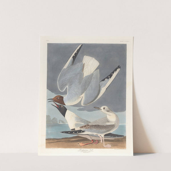 Bonapartian gull by John James Audubon