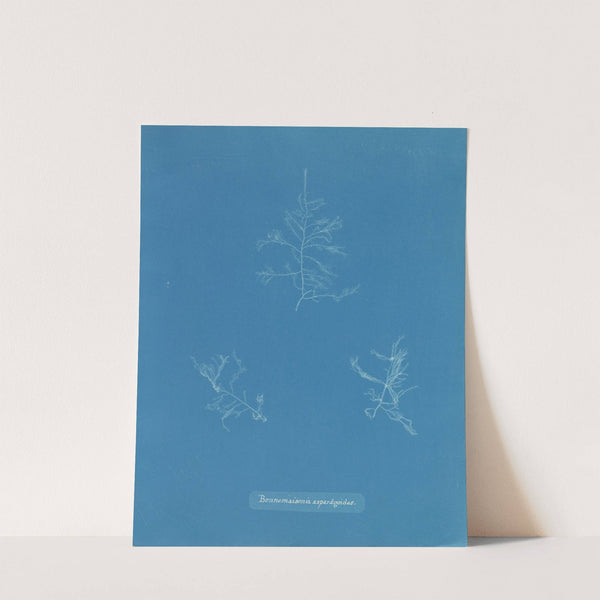 Bonnemaisonia asparagoides by Anna Atkins
