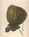 Bonnet