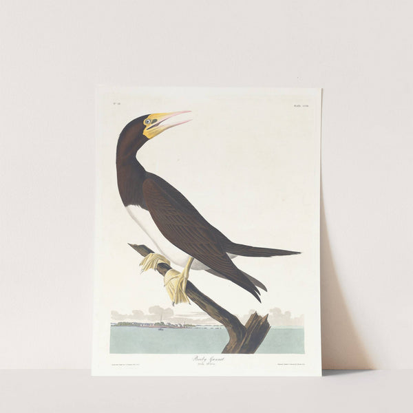 Booby gannet by John James Audubon