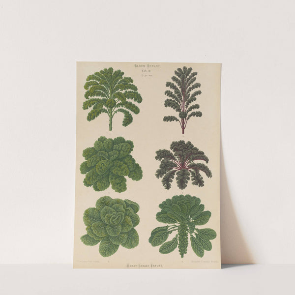 Borecoles or Kales. Brussel Sprouts (1876-1886) by Ernst Benary
