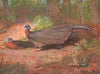 Bornean Argus Pheasant (1918-1922)