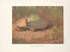 Bornean Argus Pheasant (Argusianus grayi). (1918-1922)