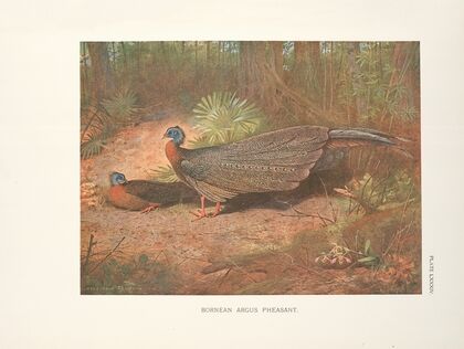 Bornean Argus Pheasant (Argusianus grayi). (1918-1922)