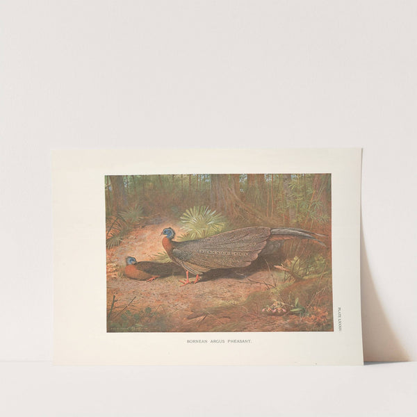 Bornean Argus Pheasant (Argusianus grayi). (1918-1922) by Archibald Thorburn