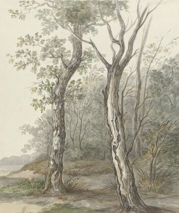 Boslandschap