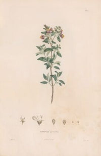 Botanique Pl.03 (1809)