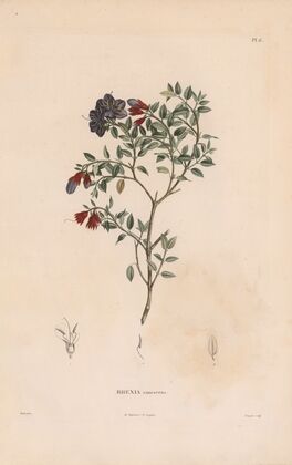 Botanique Pl.05 (1809)