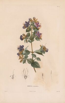 Botanique Pl.09 (1809)