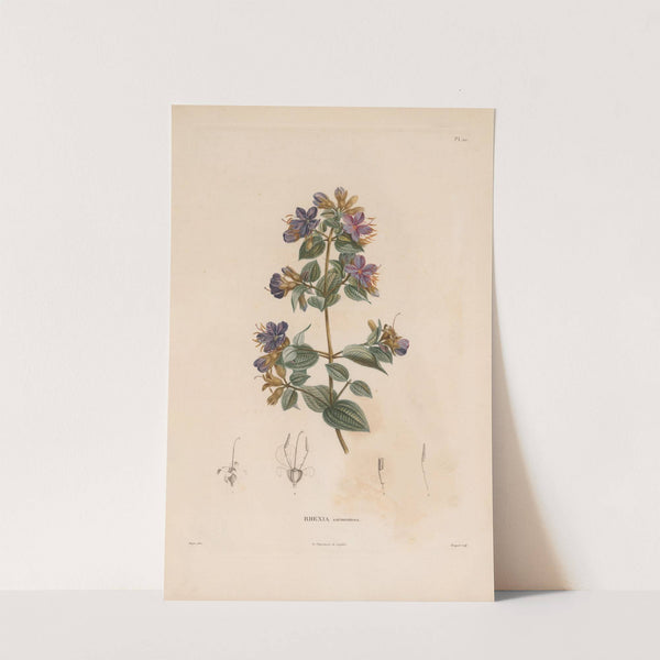 Botanique Pl.09 (1809) by Alexander von Humboldt