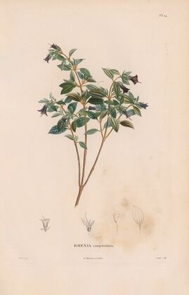 Botanique Pl.13 (1809)