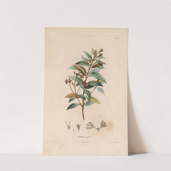 Botanique Pl.14 (1809) by Alexander von Humboldt