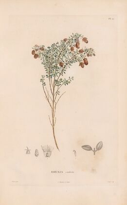 Botanique Pl.18 (1809) — size preview