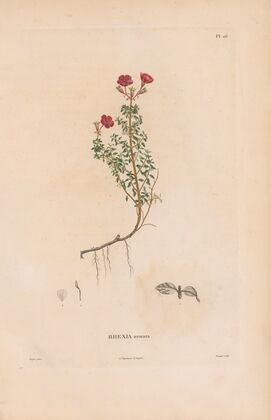 Botanique Pl.20 (1809)