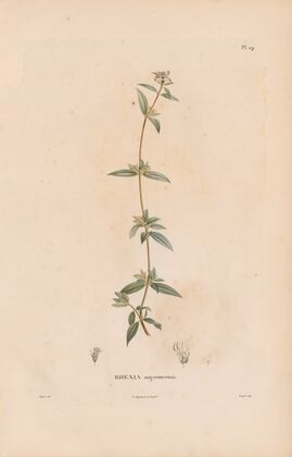 Botanique Pl.23 (1809) — size preview