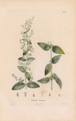 Botanique Pl.25 (1809) — size preview