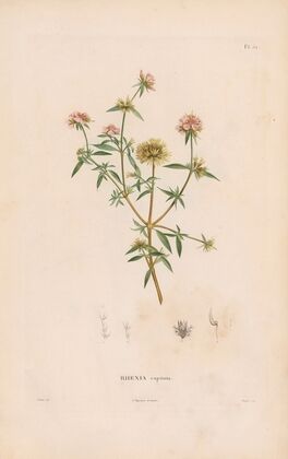 Botanique Pl.26 (1809)