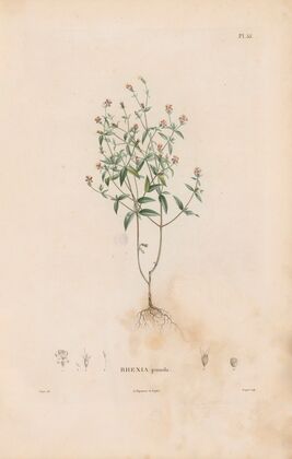 Botanique Pl.29 (1809)