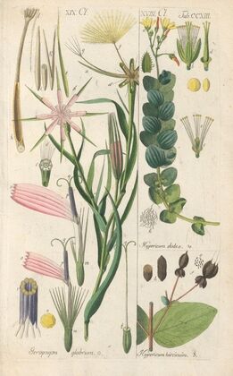Botanisches Handbuch Pl.01 (1808) — size preview