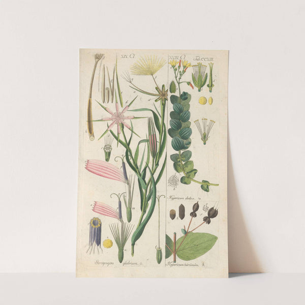 Botanisches Handbuch Pl.01 (1808) by Christian Schkuhr