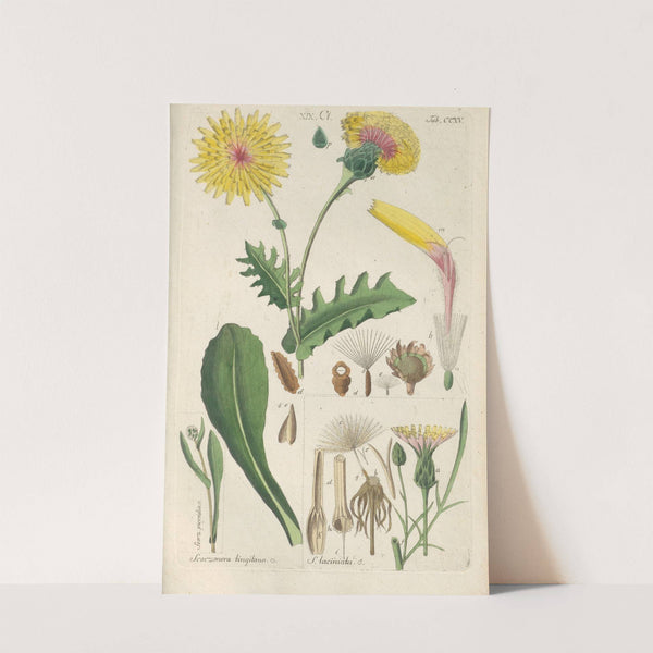 Botanisches Handbuch Pl.03 (1808) by Christian Schkuhr