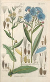 Botanisches Handbuch Pl.05 (1808)