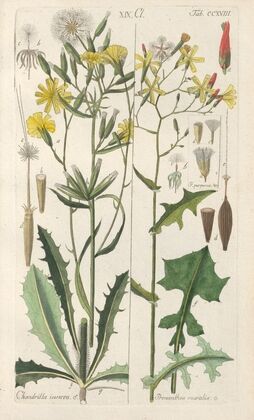 Botanisches Handbuch Pl.06 (1808)