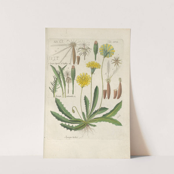 Botanisches Handbuch Pl.08 (1808) by Christian Schkuhr