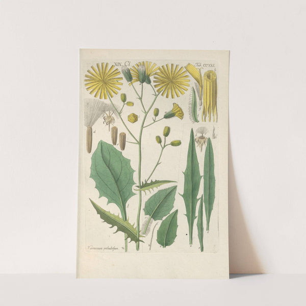 Botanisches Handbuch Pl.09 (1808) by Christian Schkuhr