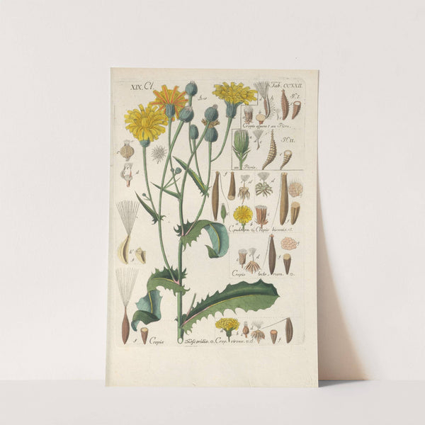 Botanisches Handbuch Pl.10 (1808) by Christian Schkuhr