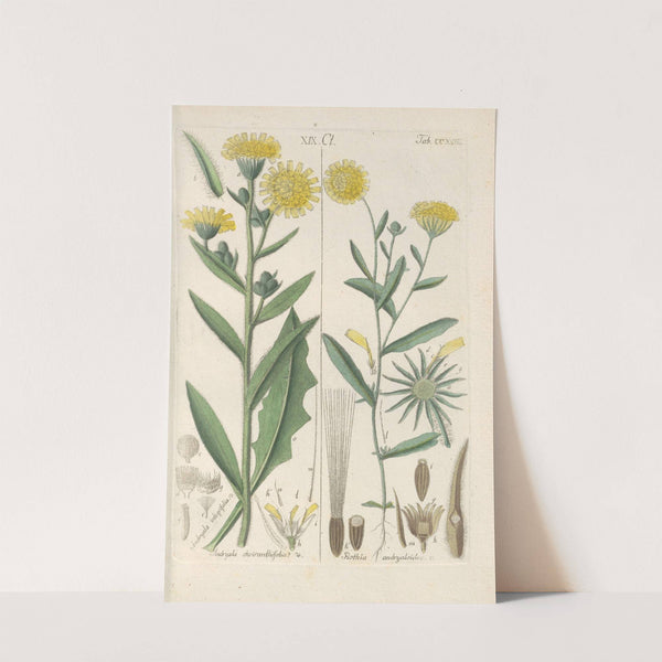 Botanisches Handbuch Pl.11 (1808) by Christian Schkuhr