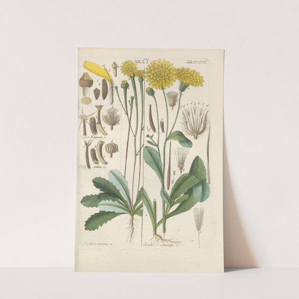 Botanisches Handbuch Pl.12 (1808) by Christian Schkuhr