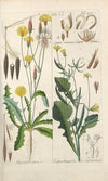 Botanisches Handbuch Pl.13 (1808)