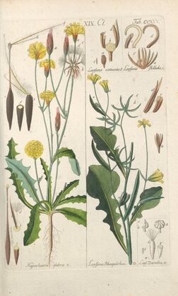 Botanisches Handbuch Pl.13 (1808)
