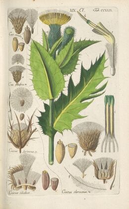 Botanisches Handbuch Pl.17 (1808)