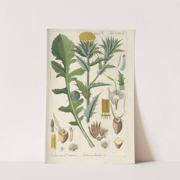 Botanisches Handbuch Pl.21 (1808) by Christian Schkuhr