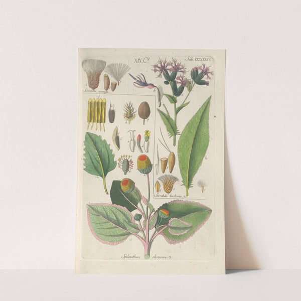 Botanisches Handbuch Pl.22 (1808) by Christian Schkuhr