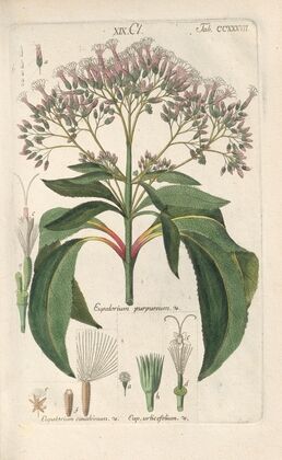 Botanisches Handbuch Pl.25 (1808) — size preview