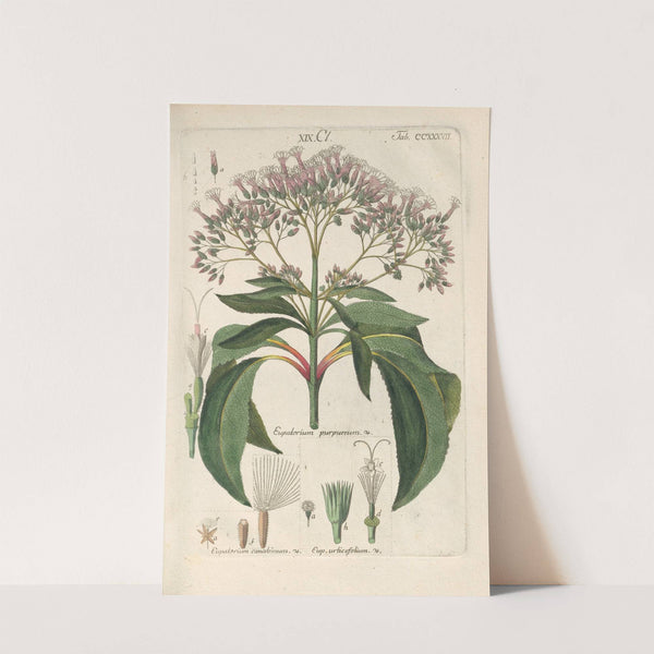 Botanisches Handbuch Pl.25 (1808) by Christian Schkuhr