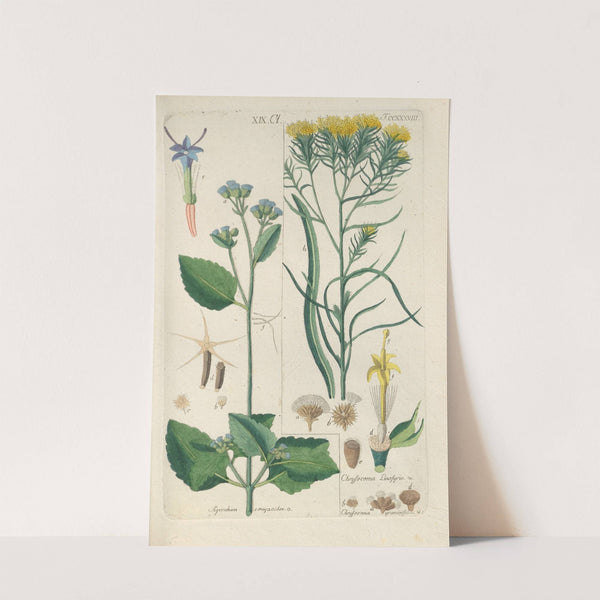 Botanisches Handbuch Pl.26 (1808) by Christian Schkuhr