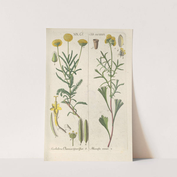 Botanisches Handbuch Pl.27 (1808) by Christian Schkuhr