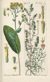Botanisches Handbuch Pl.28 (1808)