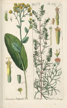 Botanisches Handbuch Pl.28 (1808)